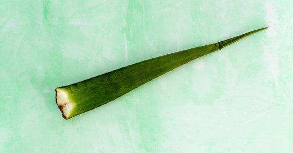 Ingredient Spotlight: Aloe Vera