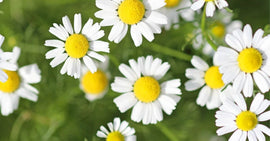 Ingredient Spotlight: Chamomile